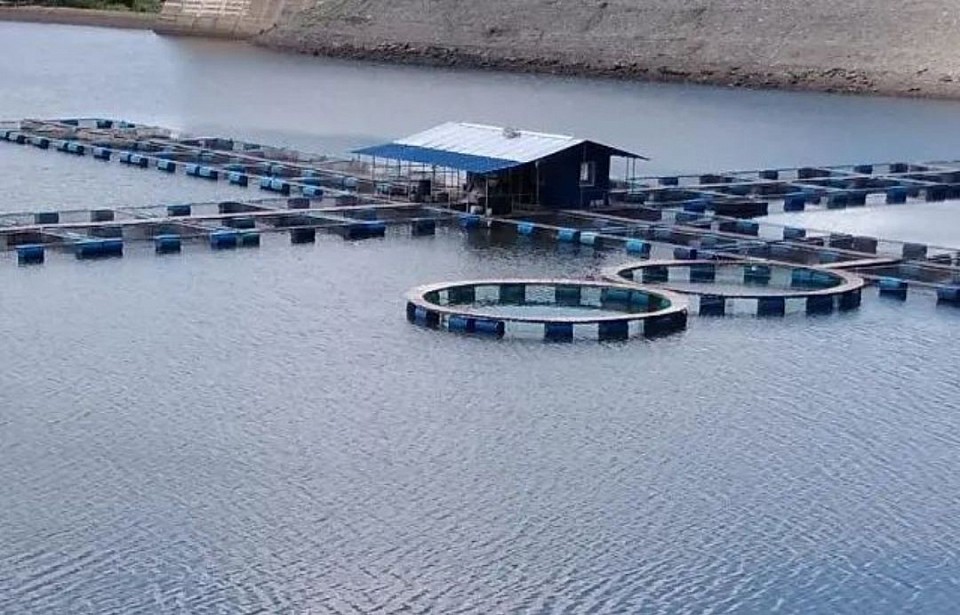 Ternakan Ikan Sangkar